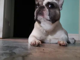 New member - deaf puppy