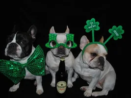 ATTN 4 PAW MEMBERS!  Vote for your fav Frenchies in GREEN!