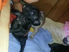 Pepper baby's