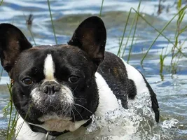 4 Paw Members, PlEaSe VoTE for your favorite Summer Frenchies!