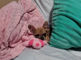 New Frenchie Mom