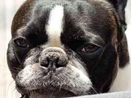 4 Paw Members!  VOTE NOW!!  September Frenchie-tude Contest!