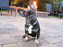 I'm new annnnd...  my frenchie puppy hates me!