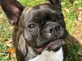 ~Gretel~French Bulldog Available for Adoption in Texas