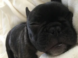 4 PAW MEMBERS!!! Please VOTE for your favorite LAZY Frenchies!