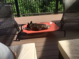 4 PAW MEMBERS!!  Please vote for your favorite LAZY FRENCHIE!!