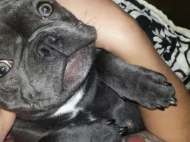 July 2014 Frenchie of the Month Contest ~ENTER HERE~