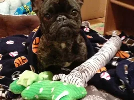 ~Murray~French Bulldog Available for Adoption in Massachusetts