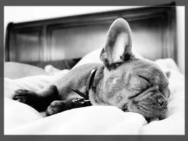 August 2014 Frenchie of the Month Contest ~ENTER HERE~