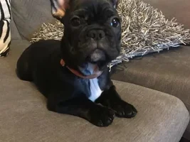 ~ENTER HERE~ March Frenchie of the Month Contest "FRENCHIE FACES"