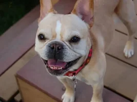 ~Blair~French Bulldog Available for Adoption in Nebraska