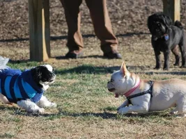 Dog Park visits