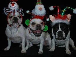 December 2014 Frenchie of the Month Contest ~ ENTER HERE ~