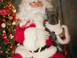 Cutest Holiday Frenchie! VOTE HERE!