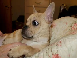 4 Paw Members, Please vote for March Frenchie of the Month!