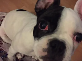 is this cherry eye?