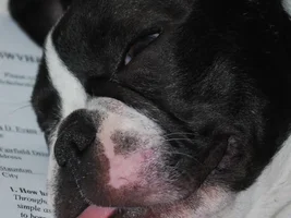 Tongue