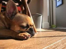 4 PAW MEMBERS!!  Please vote for your favorite LAZY FRENCHIE!!