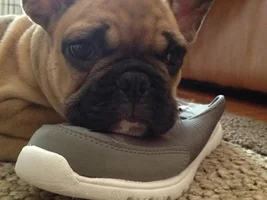Frenchie of the Month...July 2013...  4 Paw members please vote!