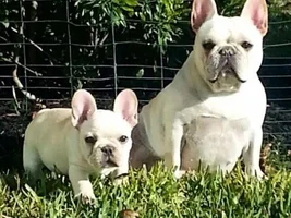 Pup pics