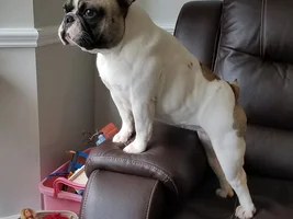 Wondering if my Frenchie's weight is okay