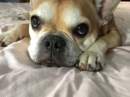 ~Miller~French Bulldog Available for Adoption in Virginia