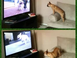 Dog TV