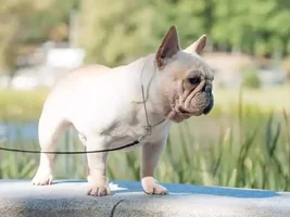 Henri's brother Topper