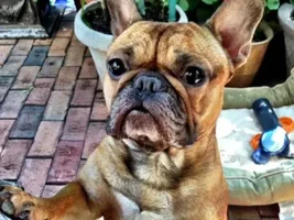 4 PAW MEMBERS!!!  Vote for October Frenchie of the Month!!!