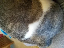 Blue Brindle color feedback