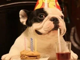 Happy 4th Birthday Wally!!