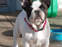 4 PAW MEMBERS!!!  Please VOTE for your favorite Frenchie FACES!