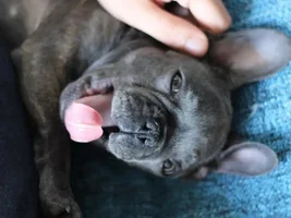 Meet Stanley