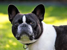 Are All Frenchies Such Camera Hams?!