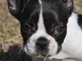 New Frenchie Owner! (In need of some help)