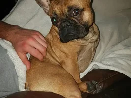 4 Paw Members, Please VOTE NOW! Turkey Leg contest