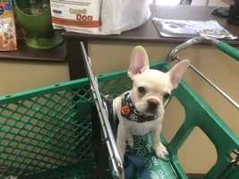 ~ENTER HERE~ October Frenchie of the Month "TOOFS & FANGS"