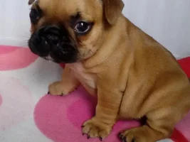 third eyelid in puppy - should I buy it?