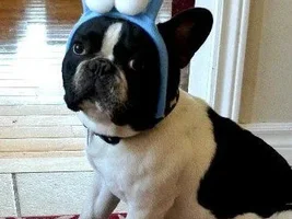 ~ENTER HERE~ April 2015 Frenchie of the Month! ~ Easter Frenchies ~