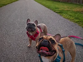 TGIF thank god im a frenchie