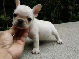 Advice on a potential frenchie!