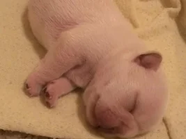 Hazel pups 2