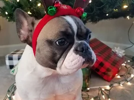 4 PAW MEMBERS!!  Please VOTE for your favorite HOLLY JOLLY FRENCHIES!!!!