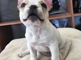 ~ENTER HERE~ March Frenchie of the Month contest "Frenchie Faces"