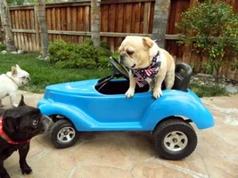Rocco's 1st Fundraiser