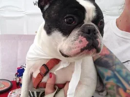 ~Slider~French Bulldog Available for Adoption in Rhode Island