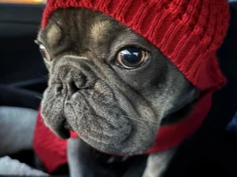 📷 Please submit a photo for the French Bulldog News Header & Logo!