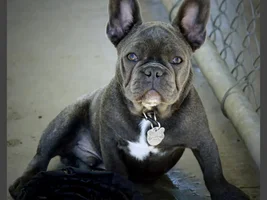 Batty is growing up...