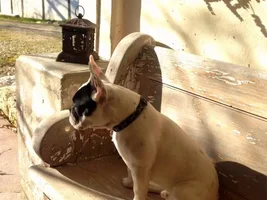 December 2013 Frenchie of the Month Contest ~ENTER HERE~