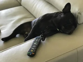 ~ENTER HERE~ August Frenchie of the Month "Sleepy Frenchies"